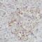 Frizzled Related Protein antibody, FNab03227, FineTest, Immunohistochemistry frozen image 