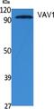 Vav Guanine Nucleotide Exchange Factor 1 antibody, A00691-1, Boster Biological Technology, Western Blot image 