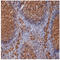 CD9 Molecule antibody, SM1065P, Origene, Immunohistochemistry frozen image 