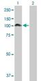 Programmed Cell Death 6 Interacting Protein antibody, ab88743, Abcam, Western Blot image 