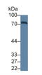 Transferrin antibody, abx132082, Abbexa, Western Blot image 