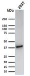 CD74 Molecule antibody, GTX02612, GeneTex, Western Blot image 