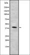 Parvin Alpha antibody, orb336893, Biorbyt, Western Blot image 