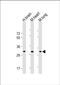 Cholesterol 25-hydroxylase antibody, PA5-72349, Invitrogen Antibodies, Western Blot image 