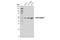 Nicotinamide Phosphoribosyltransferase antibody, 61122S, Cell Signaling Technology, Western Blot image 