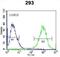 Syntaxin 16 antibody, abx026636, Abbexa, Western Blot image 