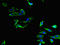 Phospholipase A2 Group IVA antibody, orb46039, Biorbyt, Immunofluorescence image 