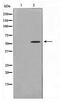 Tetratricopeptide Repeat Domain 23 antibody, TA347750, Origene, Western Blot image 