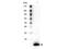 Thymic Stromal Lymphopoietin antibody, B01096, Boster Biological Technology, Western Blot image 