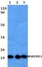 MARCKS Like 1 antibody, A06798, Boster Biological Technology, Western Blot image 