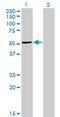 Zinc Finger And SCAN Domain Containing 31 antibody, MA5-22484, Invitrogen Antibodies, Western Blot image 