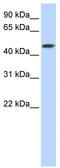 Sulfotransferase family cytosolic 2B member 1 antibody, TA346727, Origene, Western Blot image 