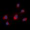 Phosphatidylinositol Transfer Protein Beta antibody, orb78132, Biorbyt, Immunofluorescence image 