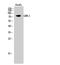 G Protein-Coupled Receptor Kinase 2 antibody, STJ93430, St John