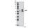 Sphingomyelin Phosphodiesterase 1 antibody, 3687S, Cell Signaling Technology, Western Blot image 