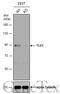 TLE Family Member 1, Transcriptional Corepressor antibody, GTX129993, GeneTex, Western Blot image 