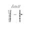 Serum Response Factor antibody, VPA00830, Bio-Rad (formerly AbD Serotec) , Western Blot image 