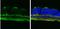 ATP Synthase F1 Subunit Alpha antibody, NBP2-15512, Novus Biologicals, Immunohistochemistry frozen image 