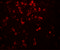 Interleukin 9 antibody, 7495, ProSci, Immunohistochemistry paraffin image 