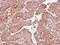 Isocitrate Dehydrogenase (NAD(+)) 3 Alpha antibody, PA5-27992, Invitrogen Antibodies, Immunohistochemistry frozen image 