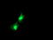 Thymidylate kinase antibody, TA503491, Origene, Immunofluorescence image 