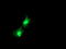 Deoxythymidylate Kinase antibody, TA503491, Origene, Immunofluorescence image 