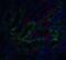 DNA Fragmentation Factor Subunit Alpha antibody, 2424, QED Bioscience, Immunofluorescence image 