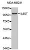 Interleukin 6 Signal Transducer antibody, abx126948, Abbexa, Western Blot image 