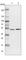 Coenzyme Q8B antibody, HPA027279, Atlas Antibodies, Western Blot image 