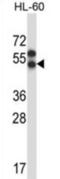 G-protein coupled receptor APJ antibody, abx027815, Abbexa, Western Blot image 