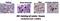 Lysosomal Associated Membrane Protein 3 antibody, DDX0191P-100, Novus Biologicals, Immunohistochemistry paraffin image 