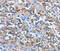 ETHE1 Persulfide Dioxygenase antibody, MBS2517420, MyBioSource, Immunohistochemistry frozen image 
