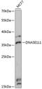 Deoxyribonuclease 1 Like 1 antibody, 19-178, ProSci, Western Blot image 