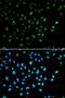 SWI/SNF Related, Matrix Associated, Actin Dependent Regulator Of Chromatin, Subfamily A, Member 4 antibody, LS-C335201, Lifespan Biosciences, Immunofluorescence image 