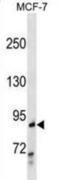 RalA Binding Protein 1 antibody, abx030988, Abbexa, Western Blot image 