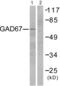 Glutamate Decarboxylase 1 antibody, abx013084, Abbexa, Western Blot image 
