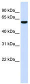 Sphingosine-1-Phosphate Receptor 5 antibody, TA341924, Origene, Western Blot image 