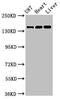 Glutamate Ionotropic Receptor NMDA Type Subunit 2A antibody, CSB-PA14129A0Rb, Cusabio, Western Blot image 