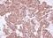 Angiopoietin 2 antibody, NBP2-15385, Novus Biologicals, Immunohistochemistry paraffin image 