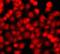 THAP Domain Containing 1 antibody, FNab08658, FineTest, Immunofluorescence image 