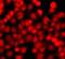 THAP domain-containing protein 1 antibody, FNab08658, FineTest, Immunofluorescence image 