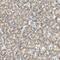Zinc Finger DHHC-Type Containing 20 antibody, NBP1-82047, Novus Biologicals, Immunohistochemistry paraffin image 