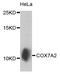 Cytochrome C Oxidase Subunit 7A2 antibody, A8406, ABclonal Technology, Western Blot image 