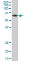 Phosphoenolpyruvate Carboxykinase 2, Mitochondrial antibody, LS-C197852, Lifespan Biosciences, Western Blot image 