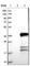 Transmembrane Protein 53 antibody, HPA021134, Atlas Antibodies, Western Blot image 