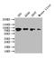 Prospero Homeobox 1 antibody, CSB-PA215840, Cusabio, Western Blot image 