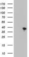 Thiamine Triphosphatase antibody, NBP2-46122, Novus Biologicals, Western Blot image 