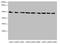 Protein Disulfide Isomerase Family A Member 6 antibody, LS-C676238, Lifespan Biosciences, Western Blot image 