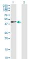 Proliferation-Associated 2G4 antibody, H00005036-M01, Novus Biologicals, Western Blot image 