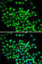Cullin 2 antibody, 19-576, ProSci, Immunofluorescence image 